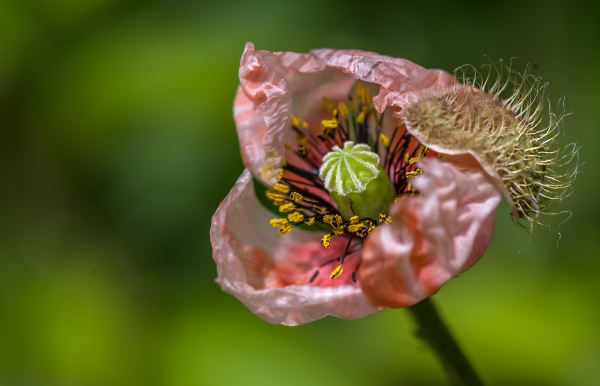 Just a Poppy