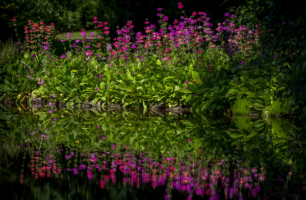 Longstock Park Water Gardens