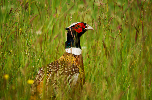 Mooching in the long grass