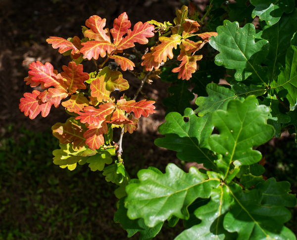 Oak Leaves in Summer