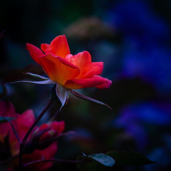 Orange Roses.