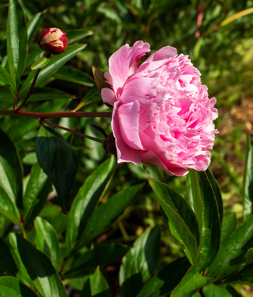 Peony