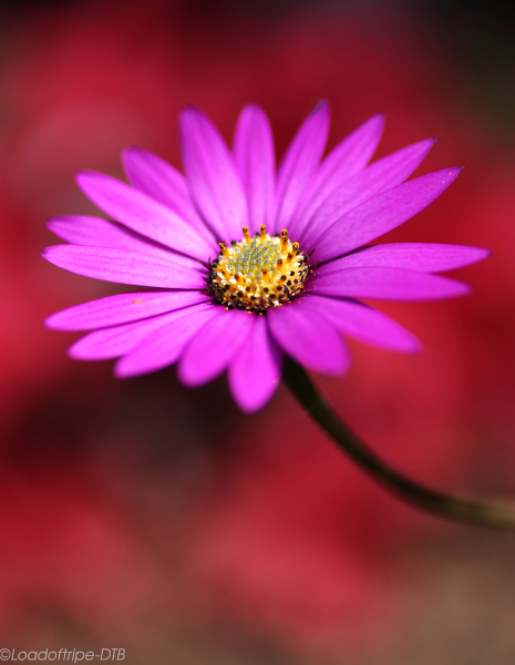 Red Flower on Red Background.