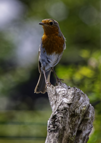 Robin