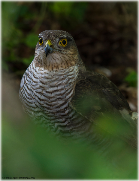 Simply stunning, stunned (?) Sparrowhawk