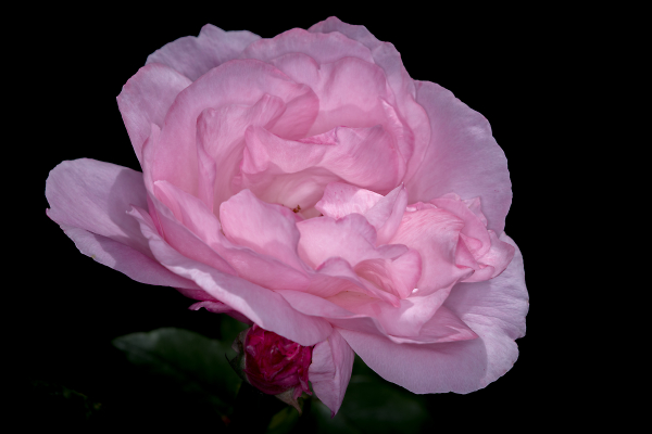 Softness of a Rose