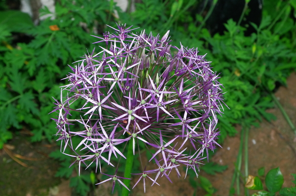 Star of Persia