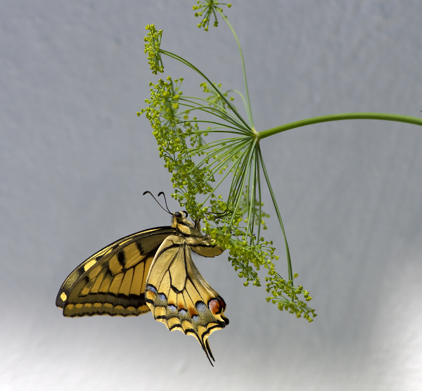 Swallowtail