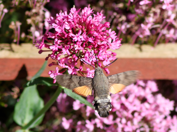 Take Two - Hummingbird Hawk Moth
