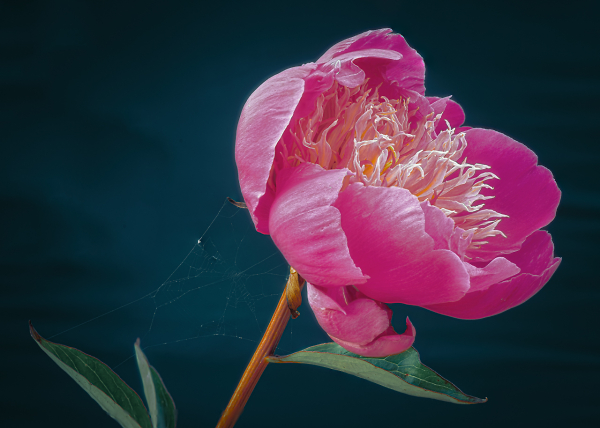 The Peony