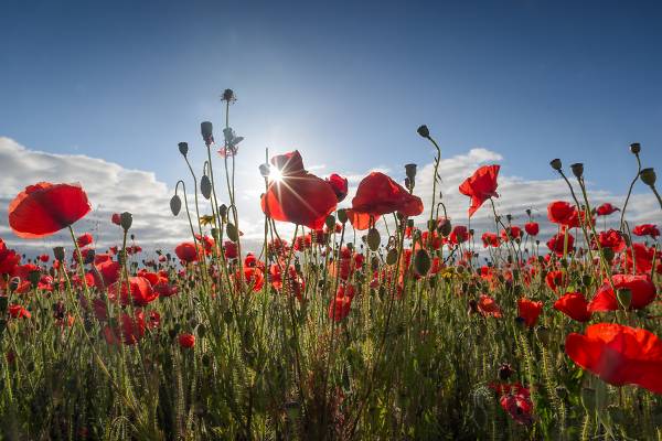 The sheer joy of Summer