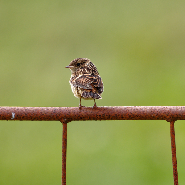 Young Robin??
