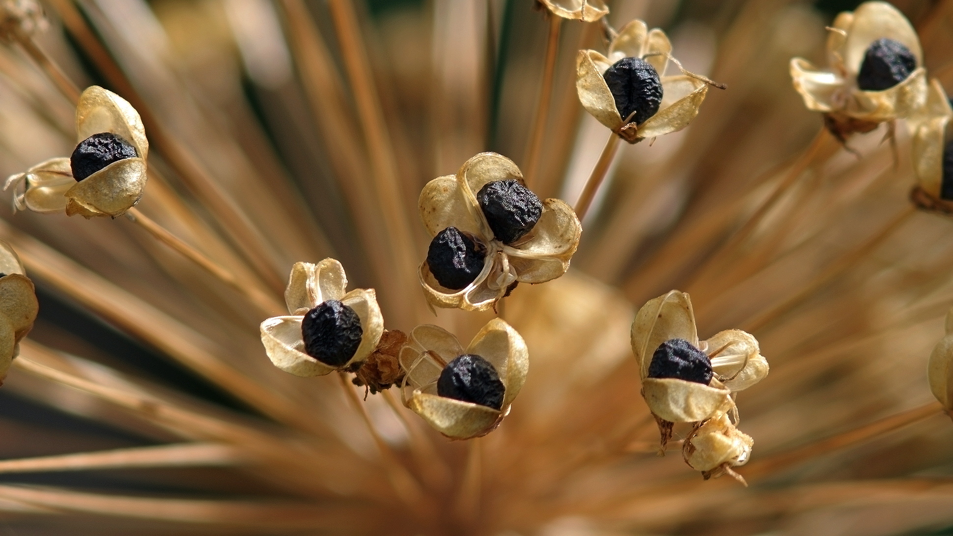 Echinops seeds