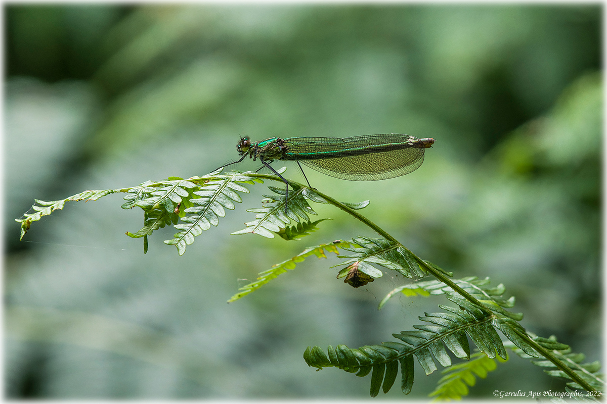 Female Banded Demoiselle