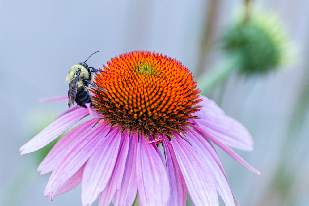 Bumble bee: bombus griseocollis
