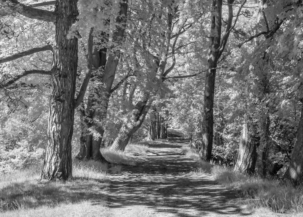 Down-the country lane.