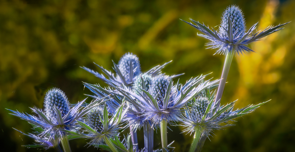 Eryngium 'Blue Steel'