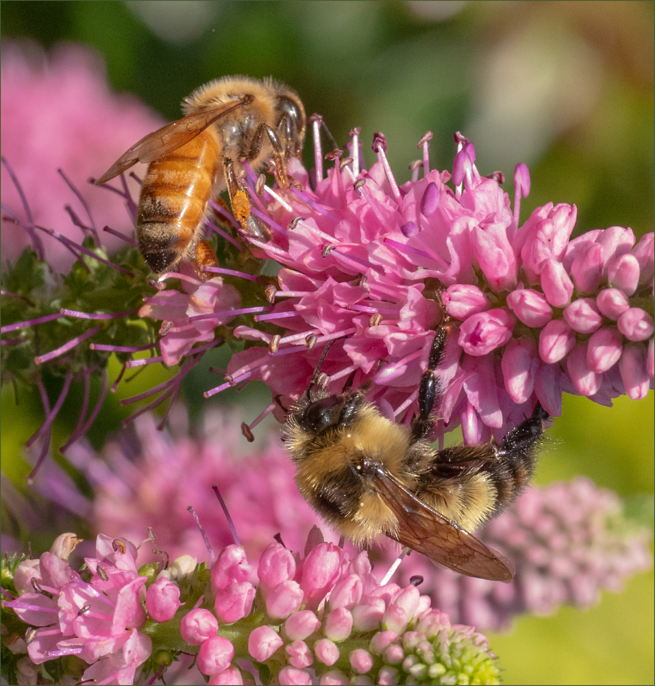 Honey and Bumble Co-exist