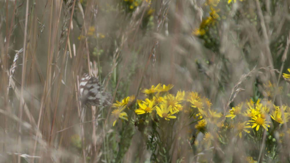 Marbled white takes off
