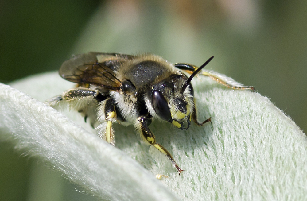 My Favourite Bee