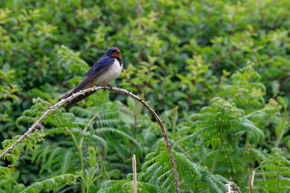 Swallow perch