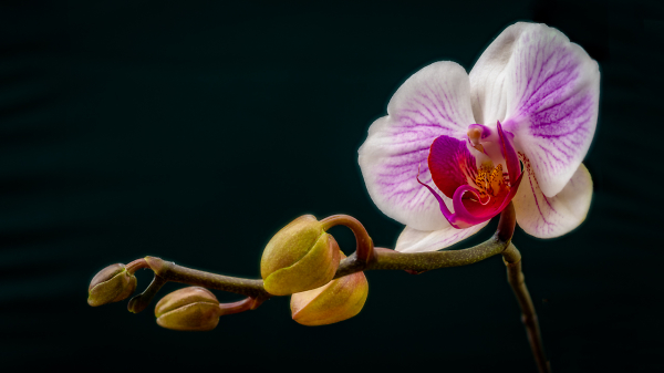 Bathroom Orchid