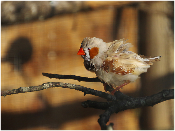 Zebra Finch