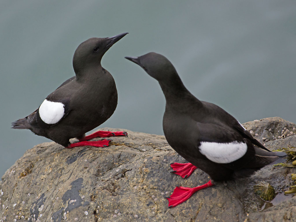 Black Guillemot