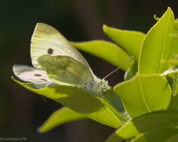 Butterfly.