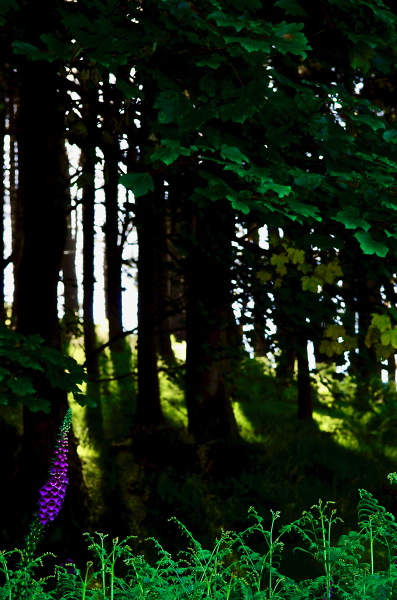 cannot see for the trees...