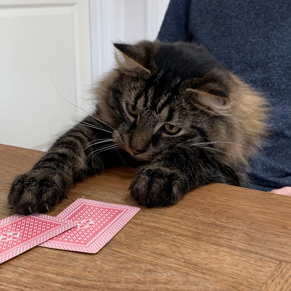 Cat playing cards
