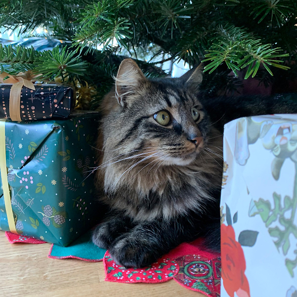 Cat under a Christmas tree