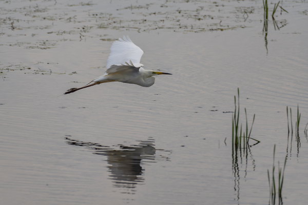 Egret in flight