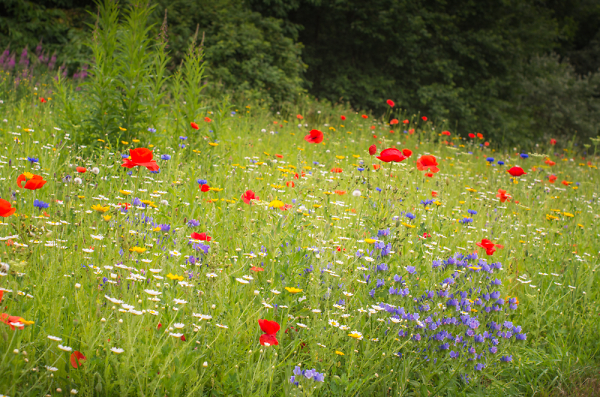 Field of Wildflowers.
