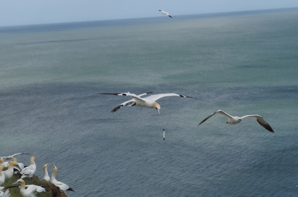 Gannets Everywhere
