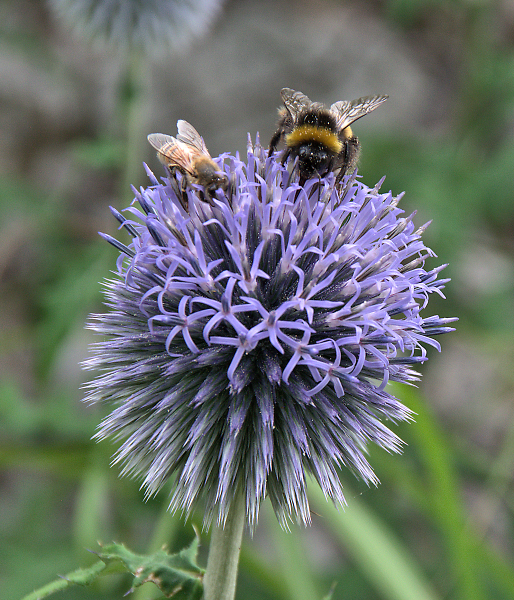 Getting a buzz from a friendly lunch