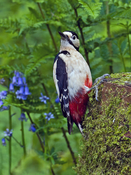 Great Spotted Woodpecker