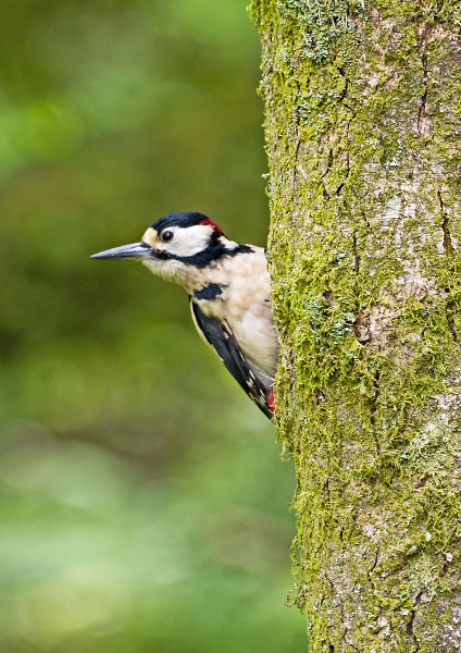 Great woodpecker