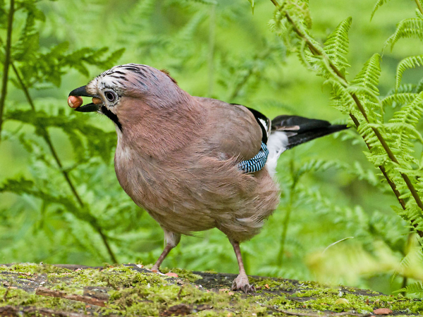 jay with dinner