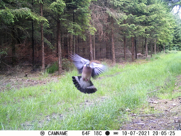 Pigeon on the wings