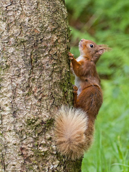 Red Squirrell