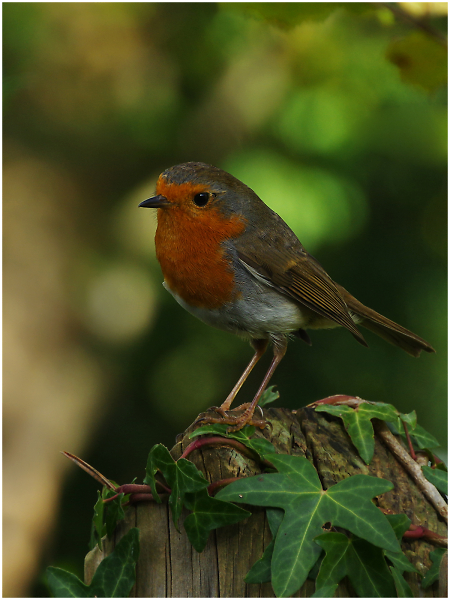 Robin