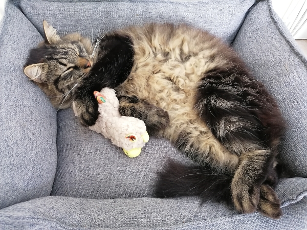 Sleeping cat