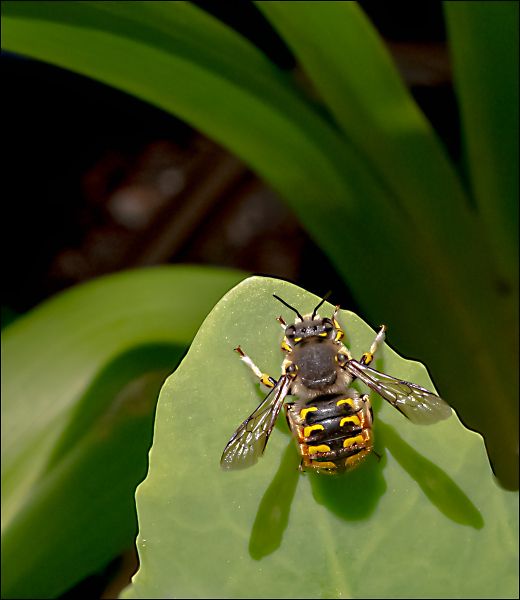Taking a Break From Pollinating