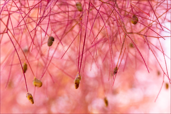Think Pink