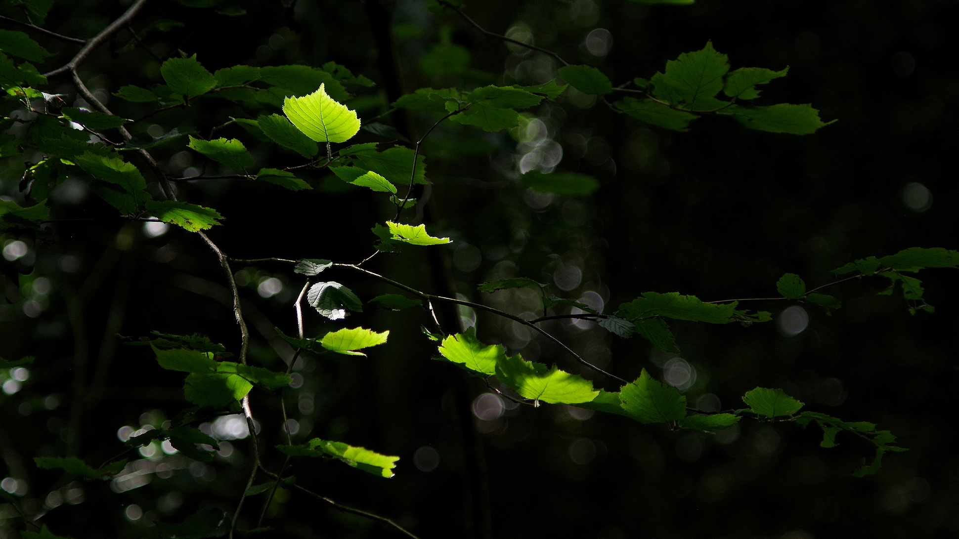 A splash of sunlight.