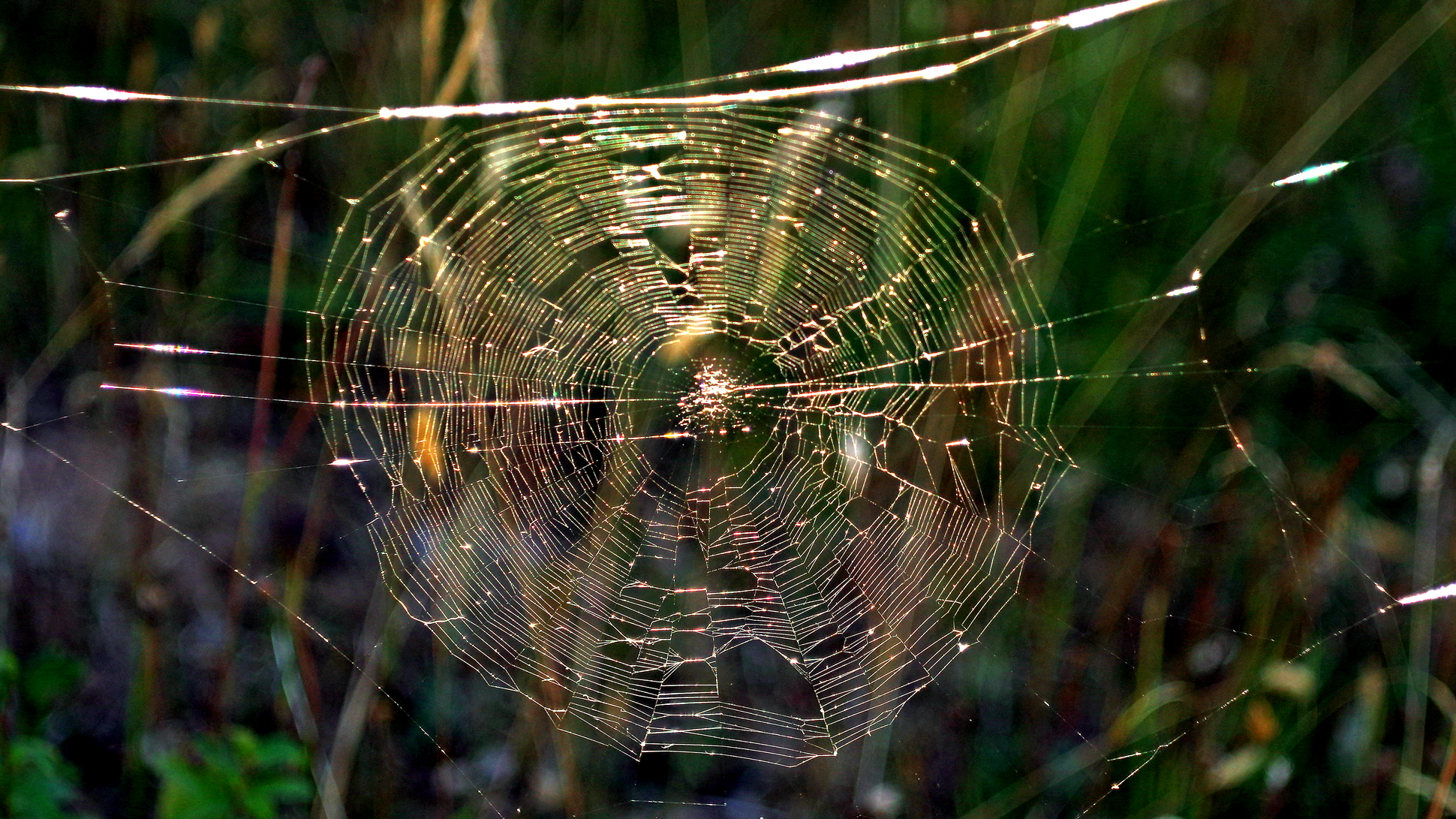 Evening light on a spider's web.