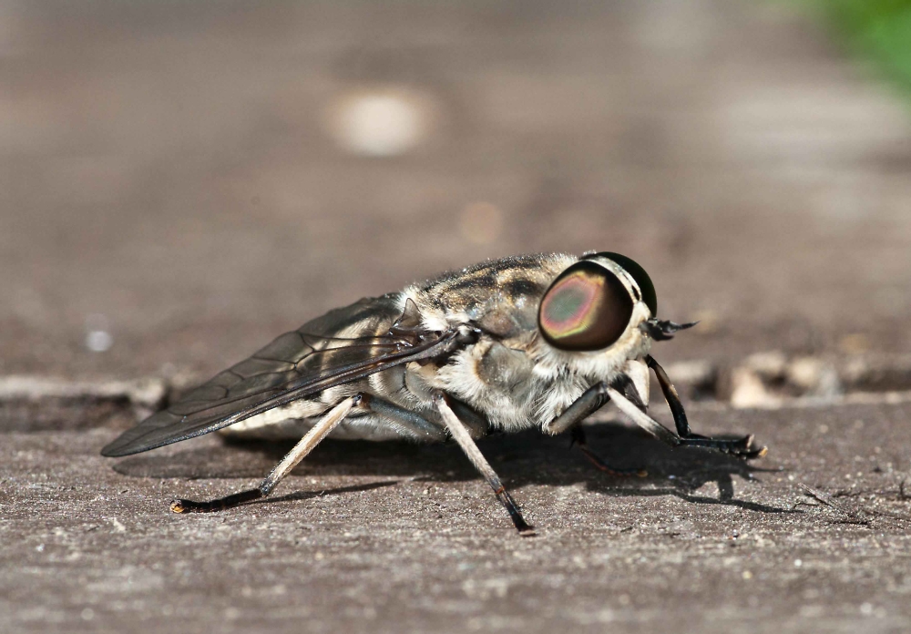 A Horse Fly