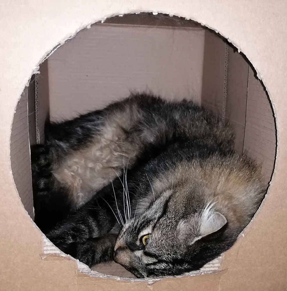 Cat in a cardboard box