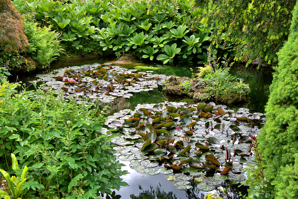 The lilly pond